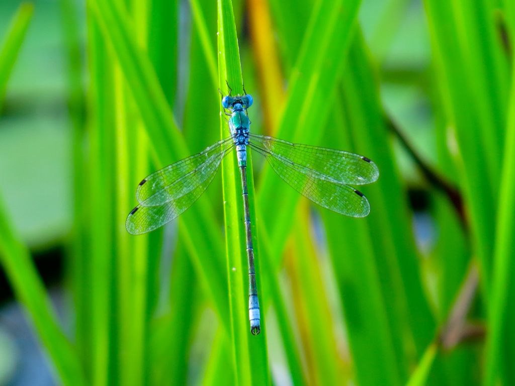 Lestidae da identificare: Lestes dryas