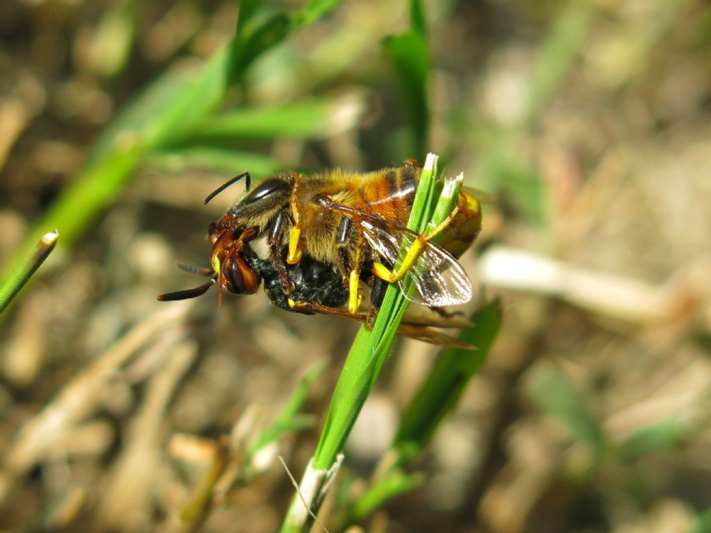 Video (e foto) di predazione di Philanthus triangulum su Apis mellifera