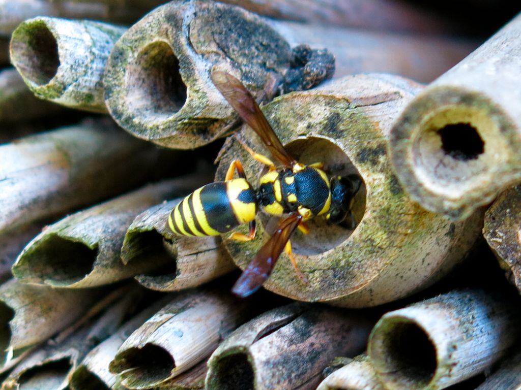 Vespidae Eumeninae: Euodynerus posticus