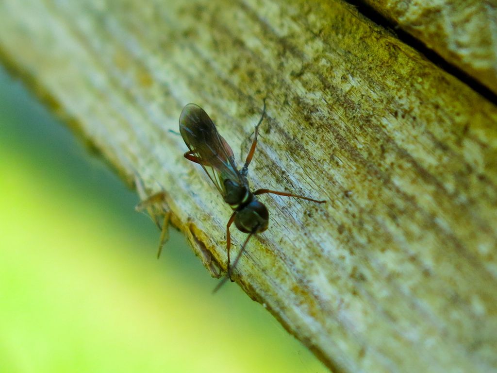 Pompilidae: Agenioideus nubecula