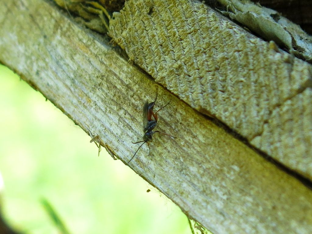 Pompilidae: Agenioideus nubecula