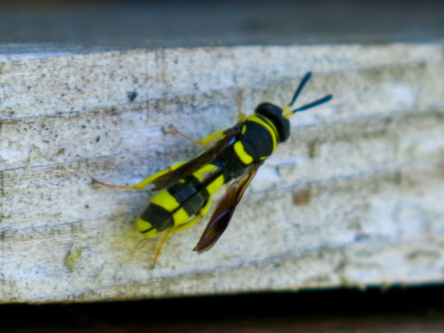 Da identificare. Leucospis? S, femmina di Leucospis bifasciata