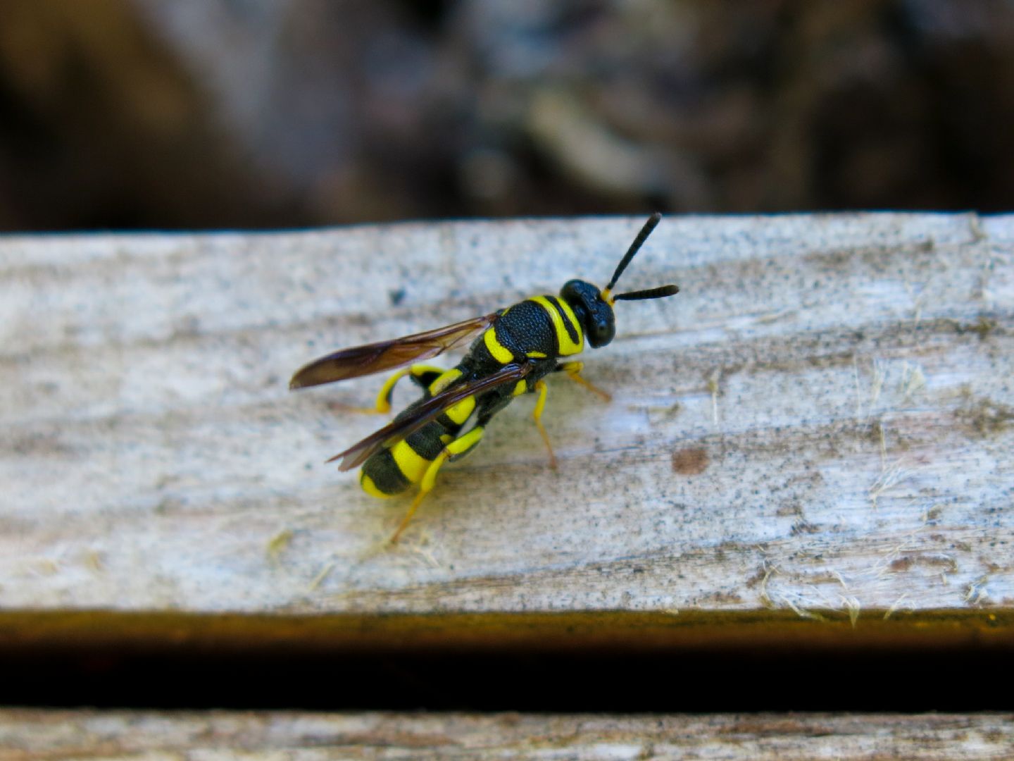 Da identificare. Leucospis? S, femmina di Leucospis bifasciata