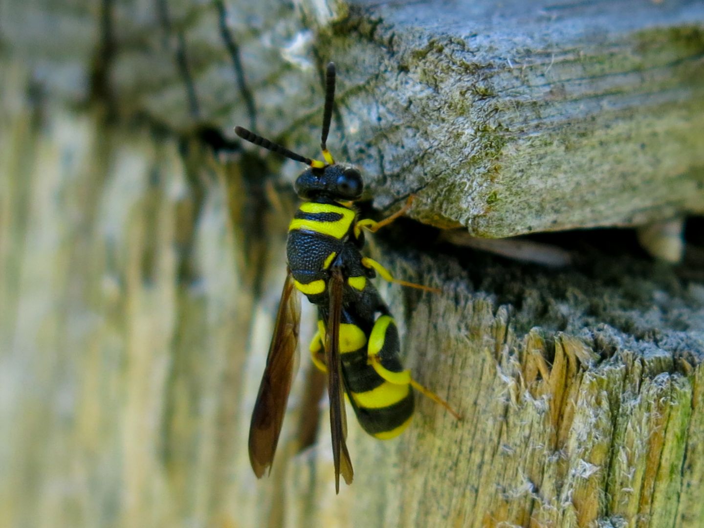 Da identificare. Leucospis? S, femmina di Leucospis bifasciata