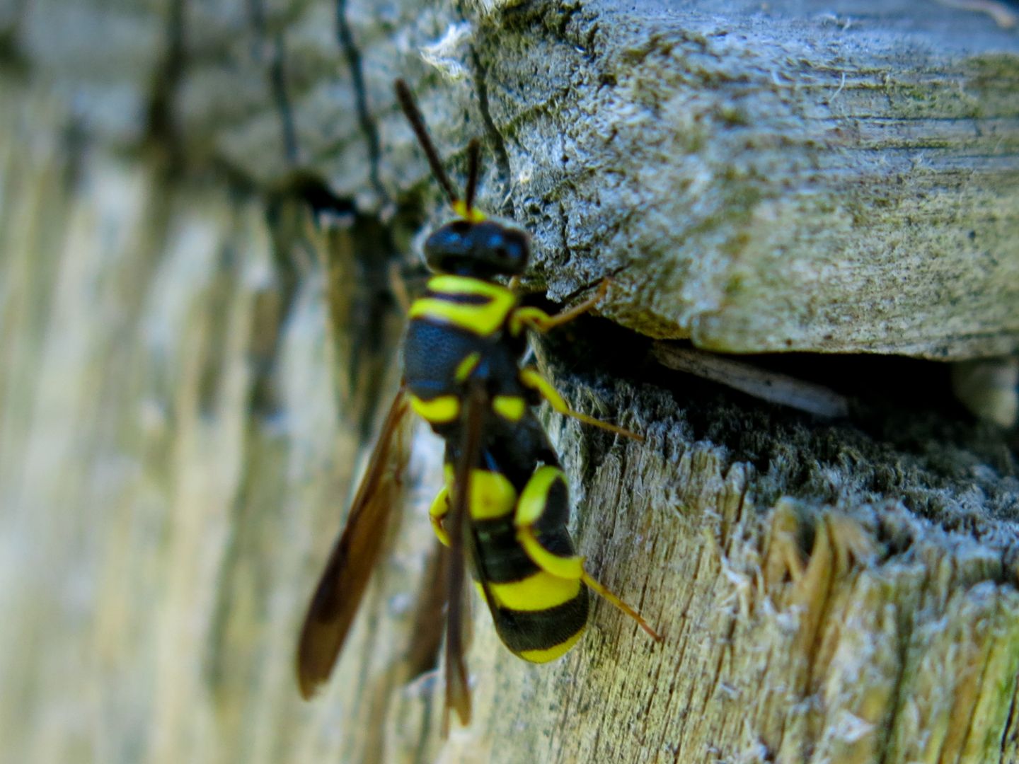 Da identificare. Leucospis? S, femmina di Leucospis bifasciata