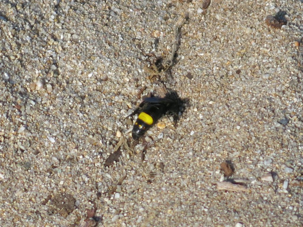 Scoliidae che si insabbia: S. erythrocephala nigrescens.