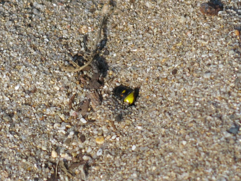 Scoliidae che si insabbia: S. erythrocephala nigrescens.