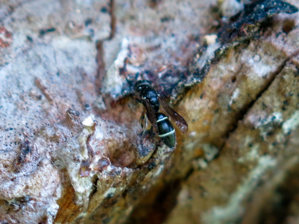 Vespidae Eumeninae: Microdynerus sp.