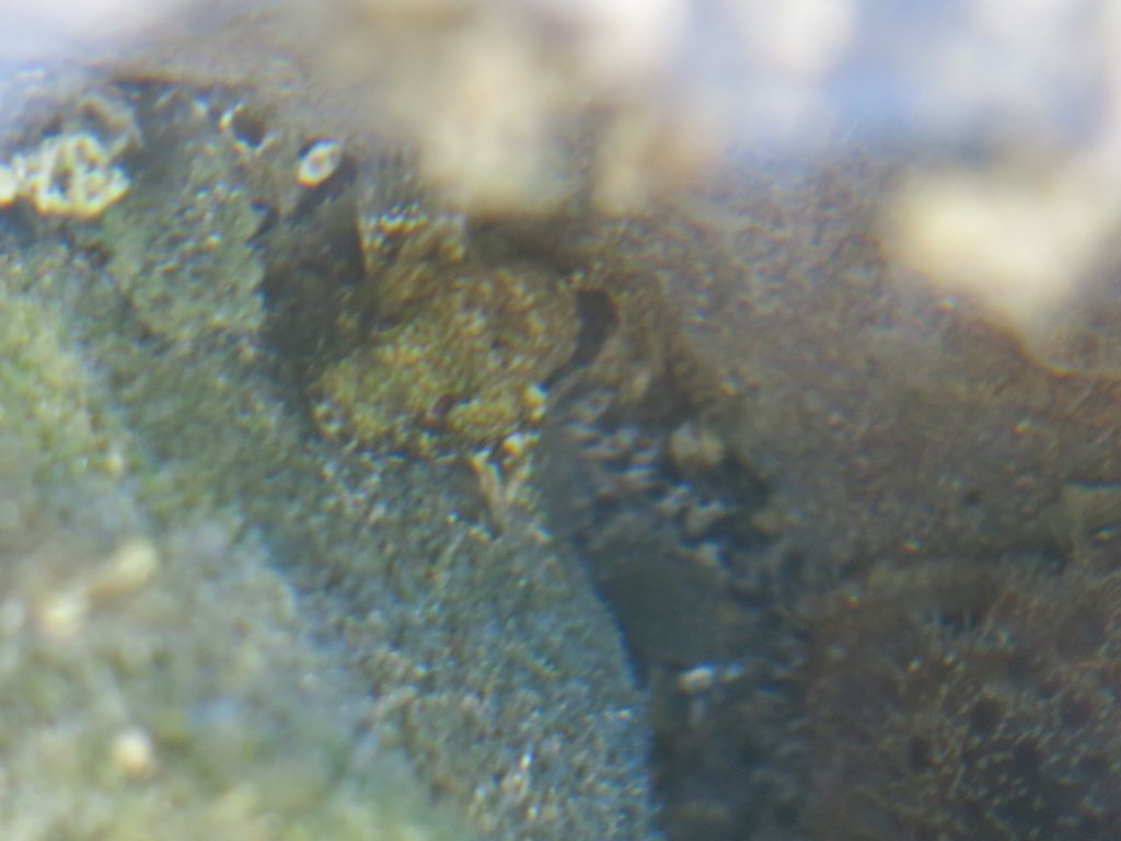 Gobius cobitis?