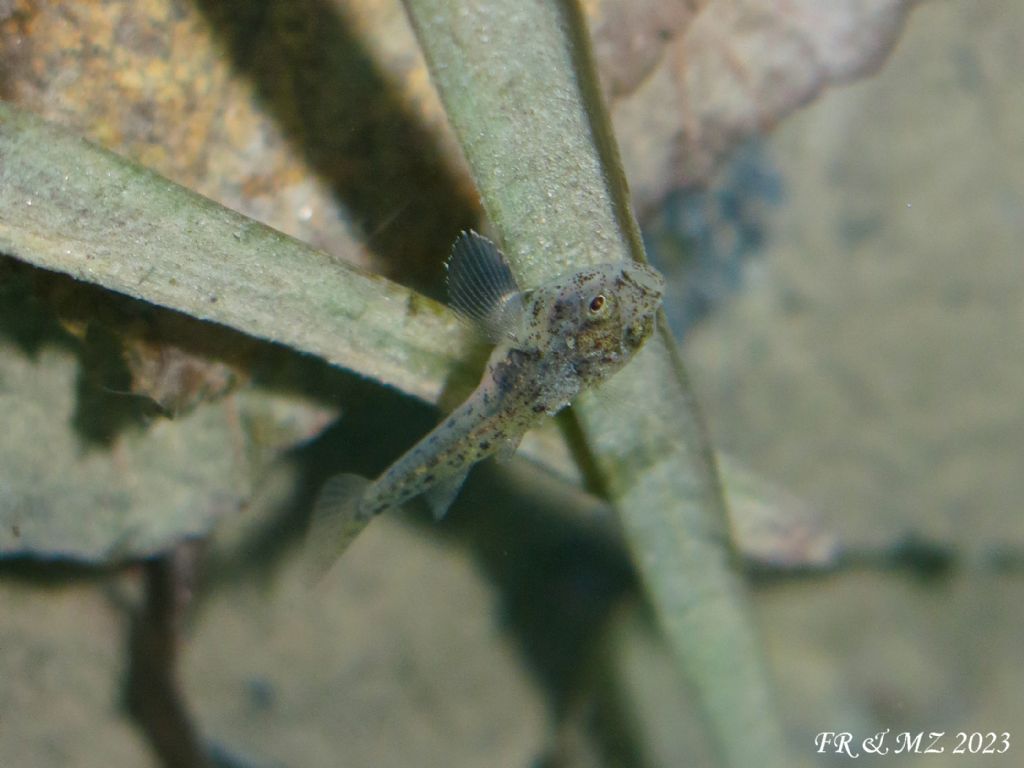 Knipowitschia punctatissima Panzarolo