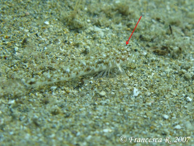 Identificazione Pomatoschistus marmoratus vs minutus