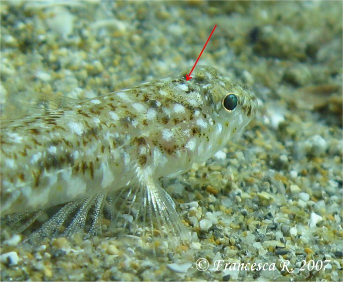 Identificazione Pomatoschistus marmoratus vs minutus