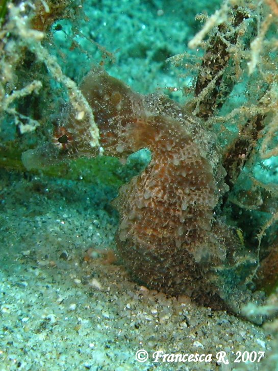 Hippocampus guttulatus e Hippocampus hippocampus