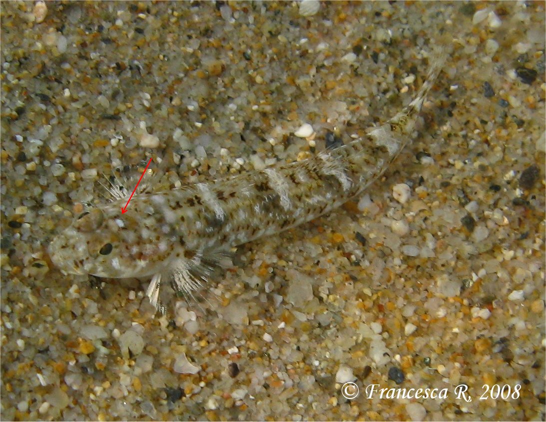 Identificazione Pomatoschistus marmoratus vs minutus