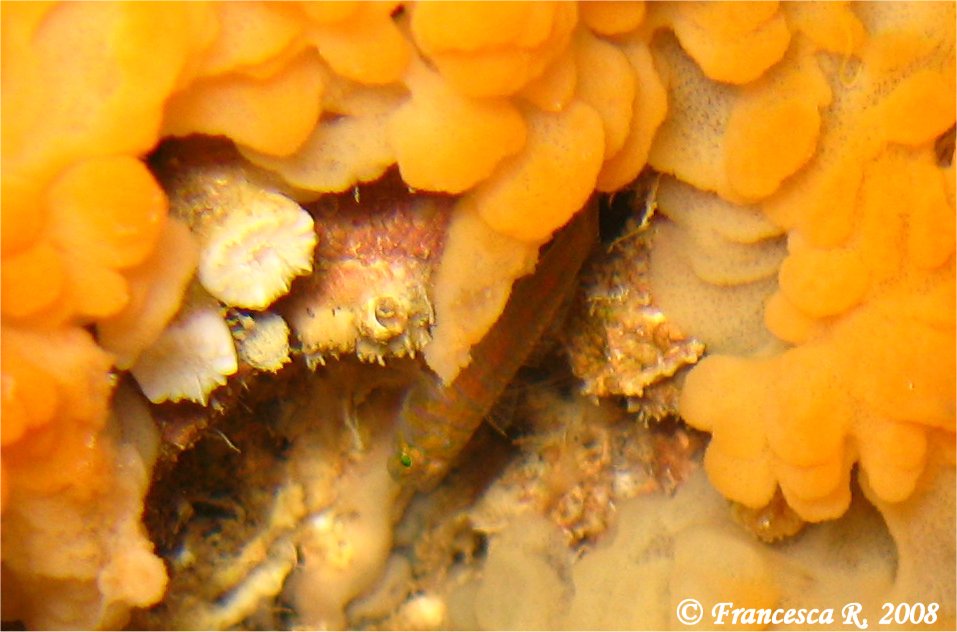 Corcyrogobius liechtensteini