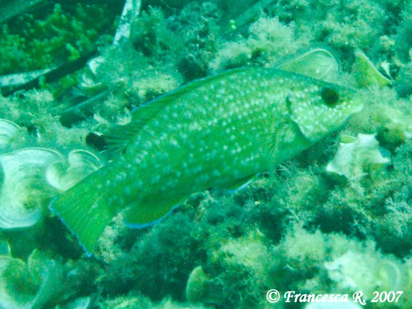 Labrus viridis