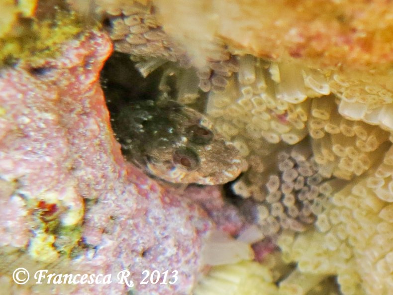 Pescetto elusivo in grotta: Chromogobius zebratus