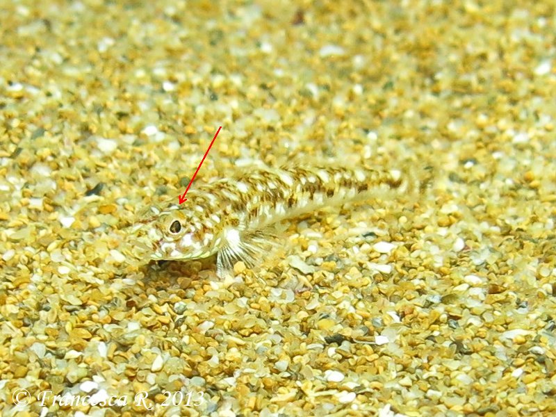 Identificazione Pomatoschistus marmoratus vs minutus