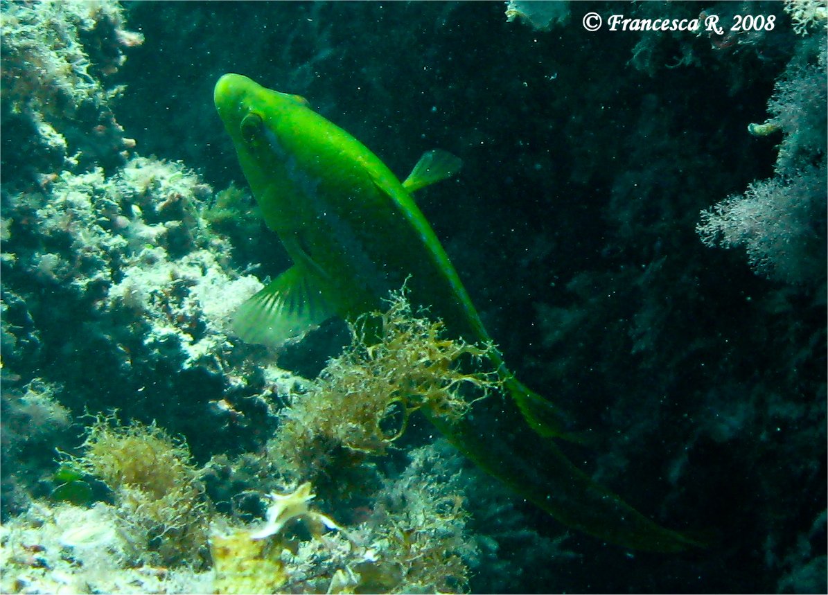 Labrus viridis