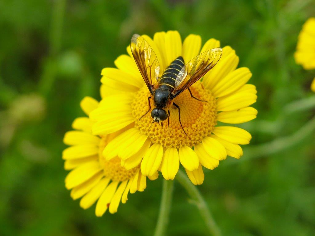 Bombyliidae: cfr. Lomatia sp.