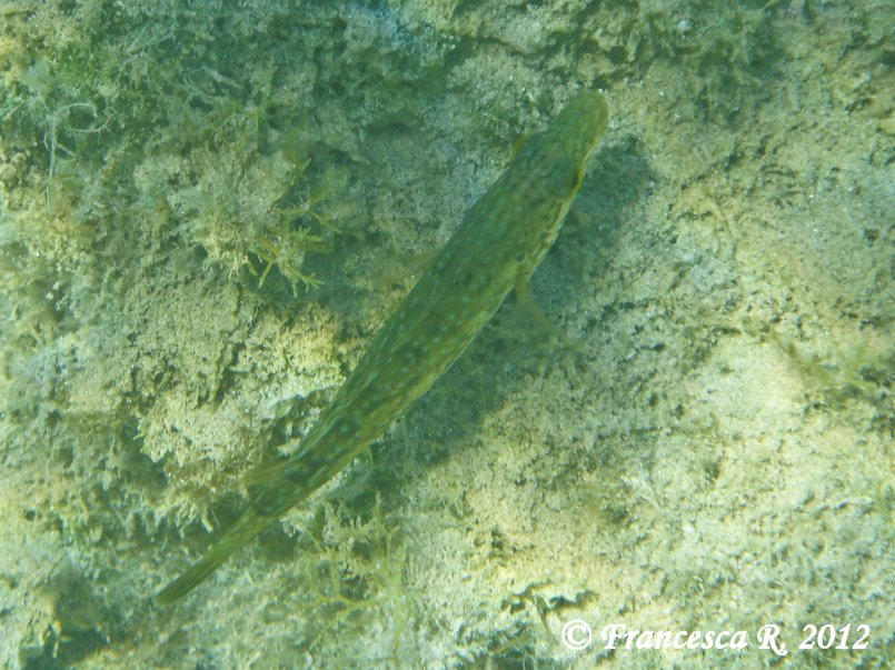 Labrus viridis