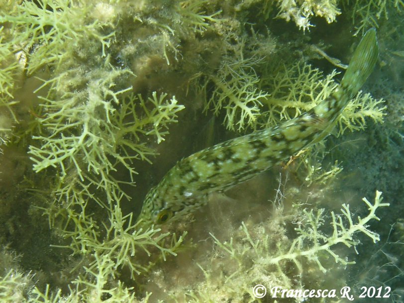 Labrus viridis