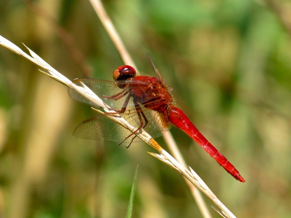 Libellulidae: Crocothemis erythraea, Sympetrum fonscolombii e sanguineum