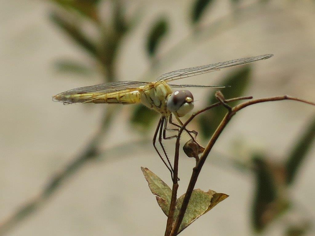 Libellulidae: Crocothemis erythraea, Sympetrum fonscolombii e sanguineum