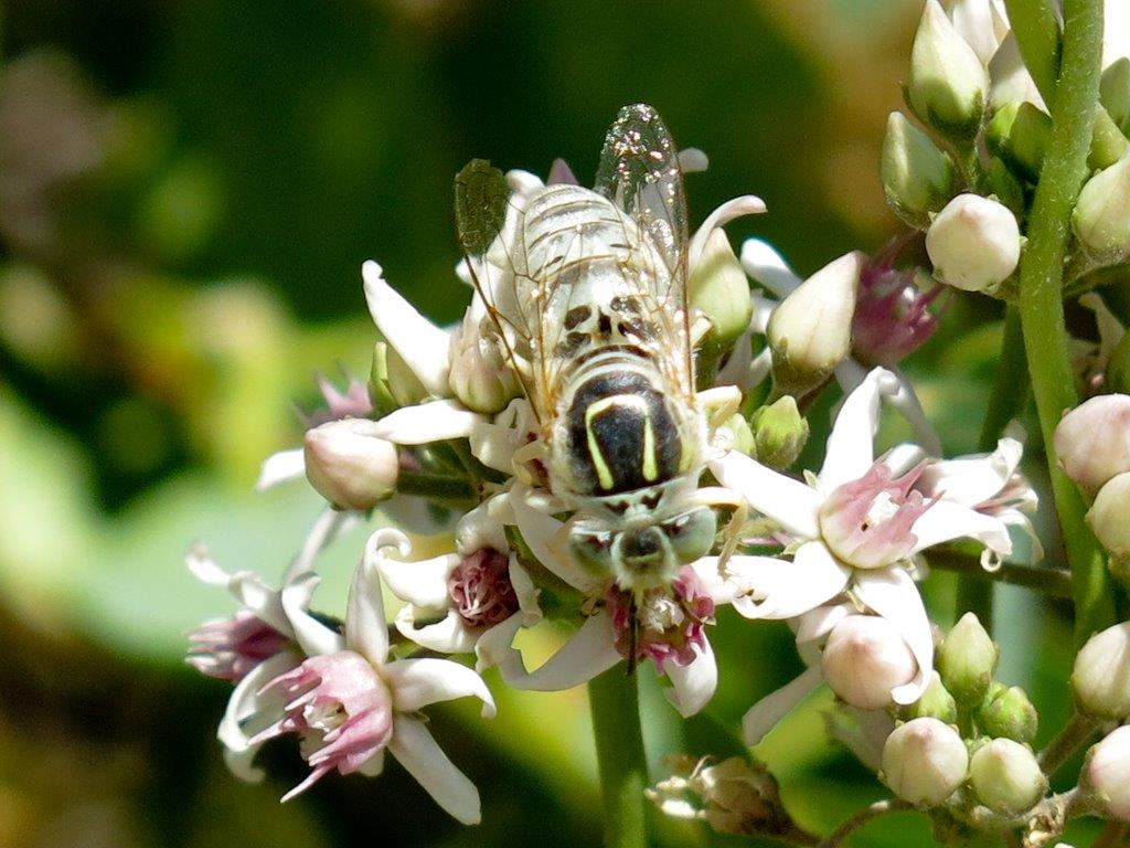 Bembix olivacea maschio (Crabronidae)