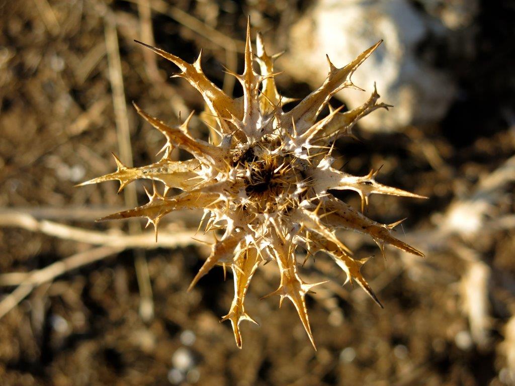 pianta da identificare 1 - Carlina sp.