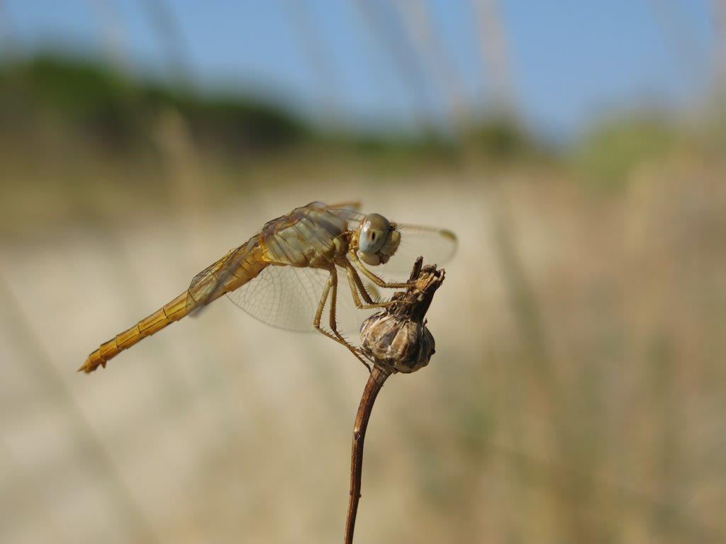 Libellulidae: Crocothemis erythraea, Sympetrum fonscolombii e sanguineum