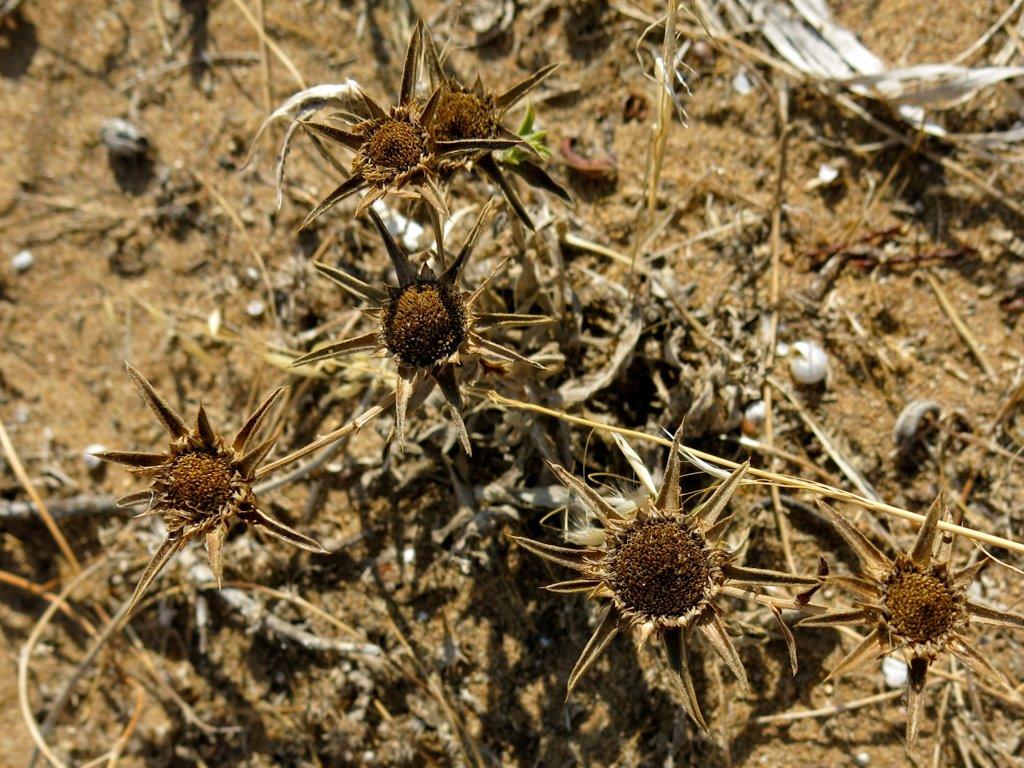 Pallenis spinosa