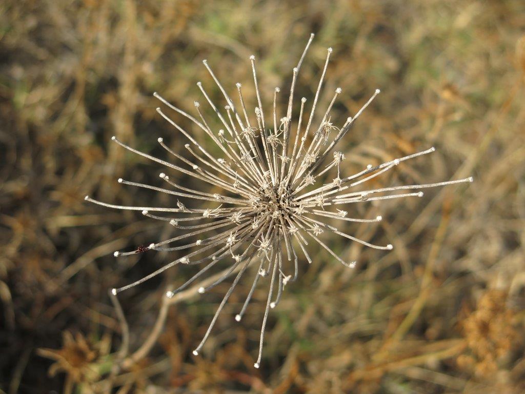 Pianta da determinare 4 - Apiacea