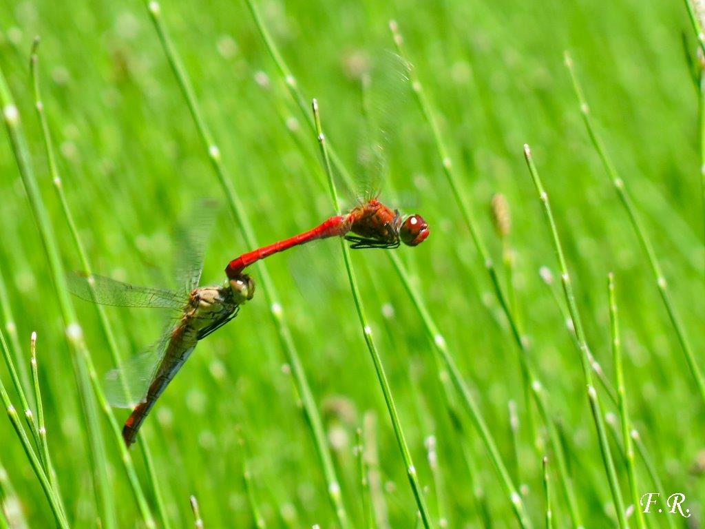 Libellulidae: Crocothemis erythraea, Sympetrum fonscolombii e sanguineum