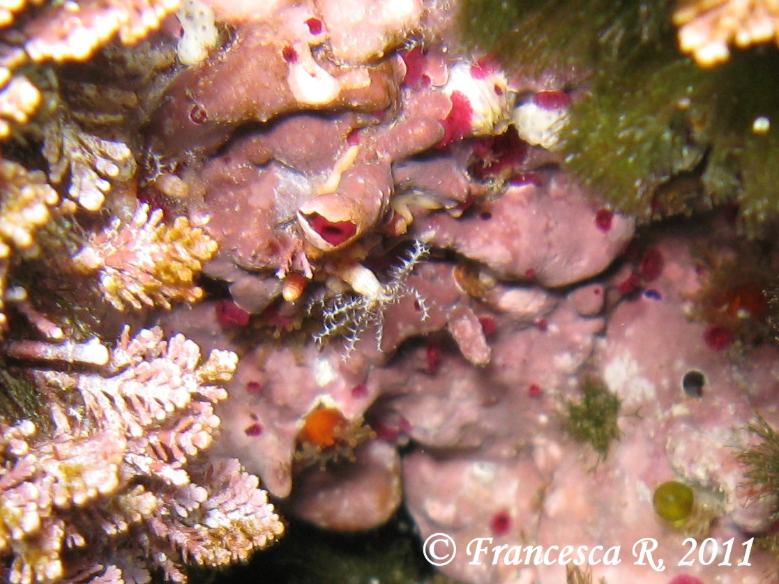 Ottocoralli molli: Cornularia cornucopiae