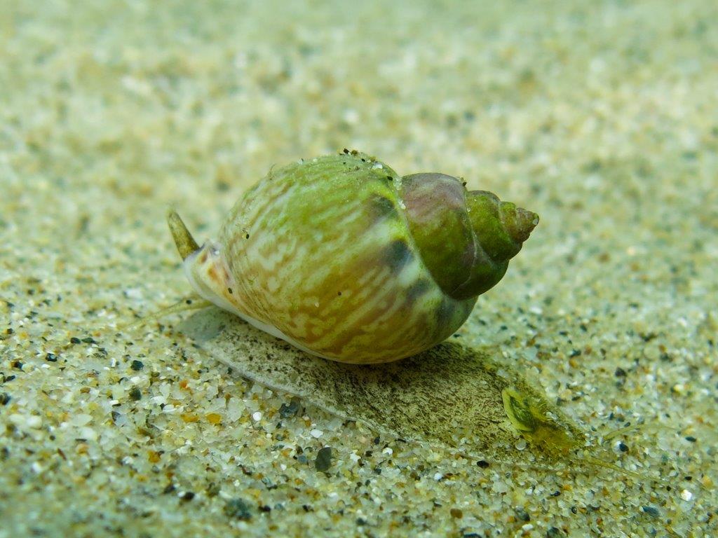 Gastropoda da identificare