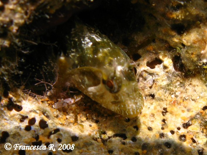 Pescetto elusivo in grotta: Chromogobius zebratus