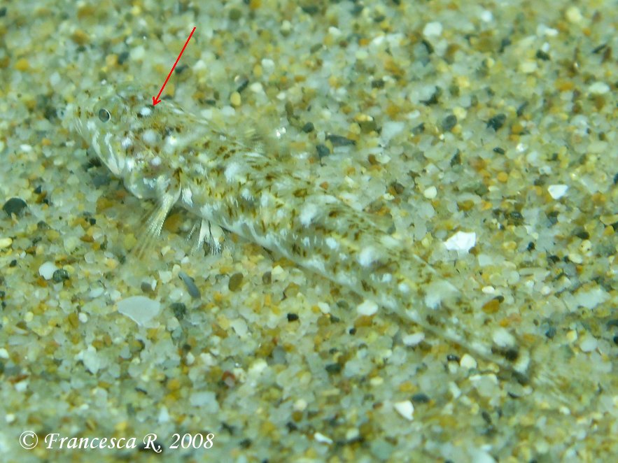 Identificazione Pomatoschistus marmoratus vs minutus