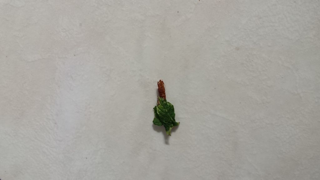 Icerya purchasi. Sono loro a distruggere la mia menta?
