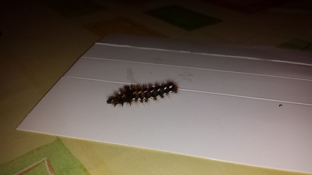 Che centopiedi / millepiedi  ?