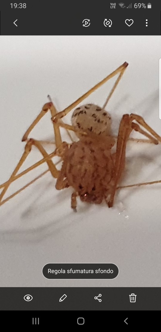 Scytodes sp. - Napoli
