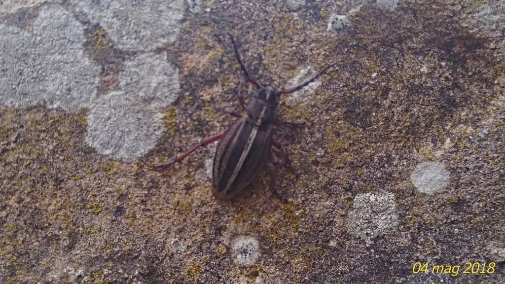 Cerambicidae: Dorcadion etruscum,  femmina