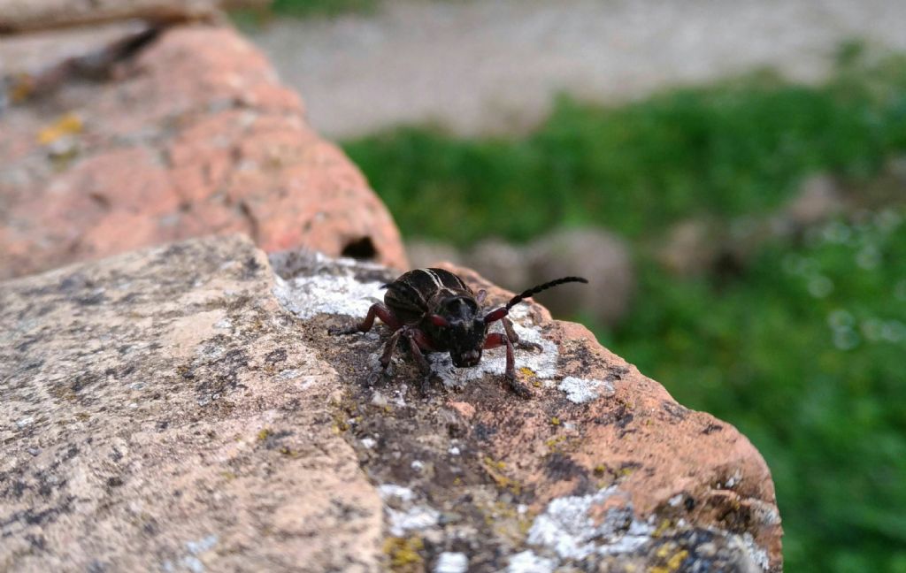 Cerambicidae: Dorcadion etruscum,  femmina