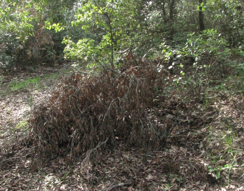 Badhamia utricularis