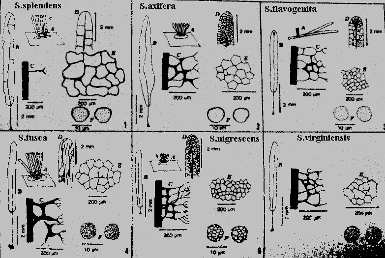 Stemonitis splendens ??