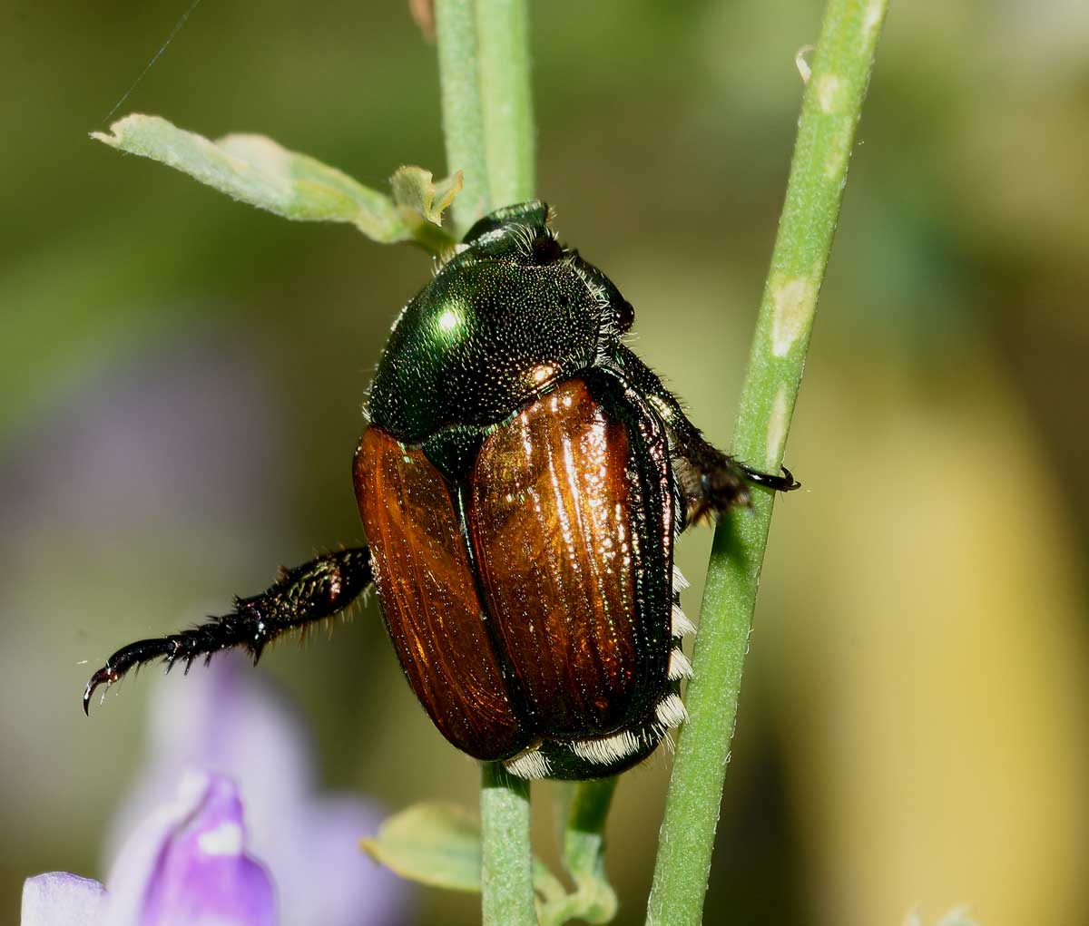 Rutelidae: Popillia japonica