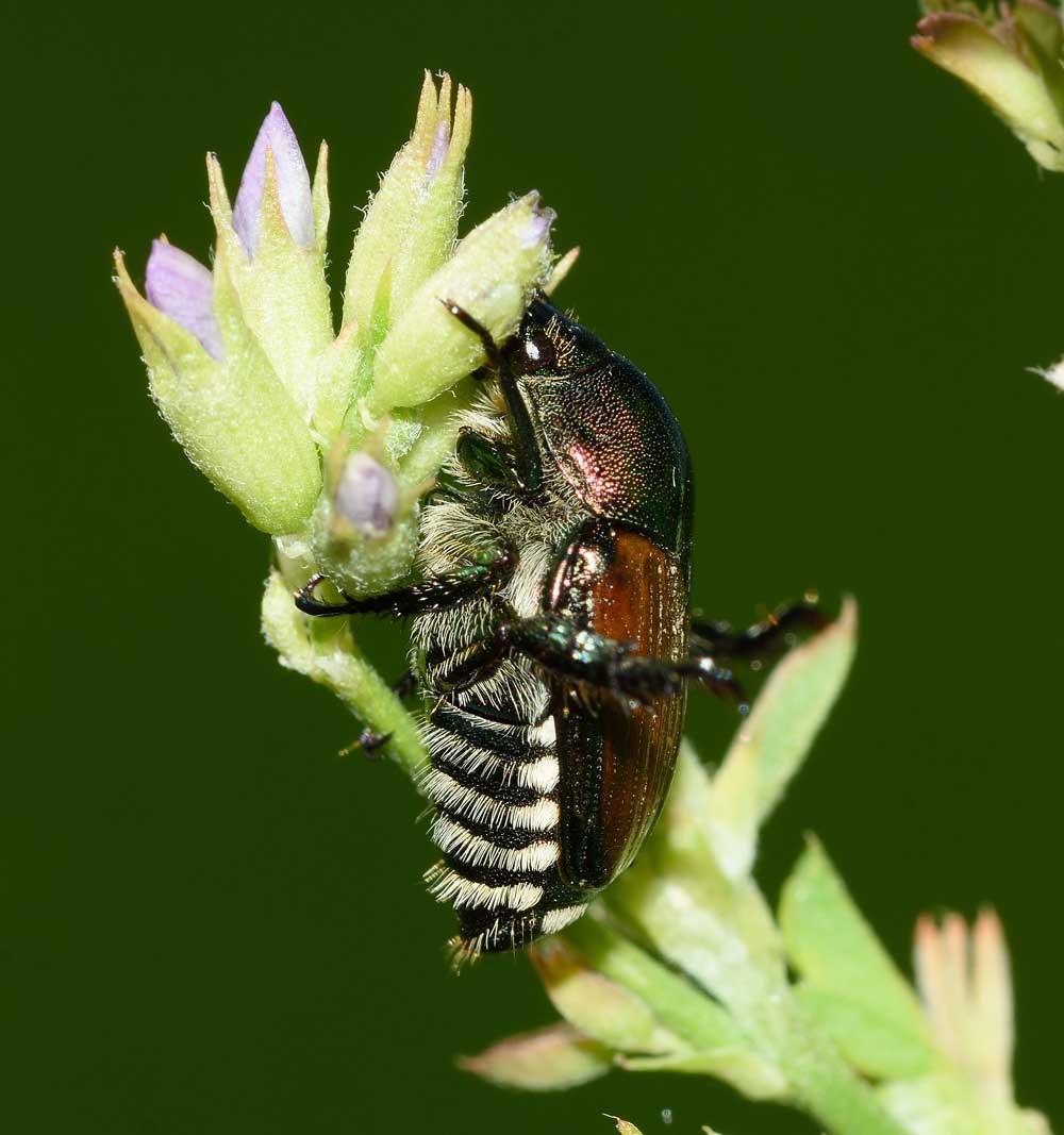 Rutelidae: Popillia japonica