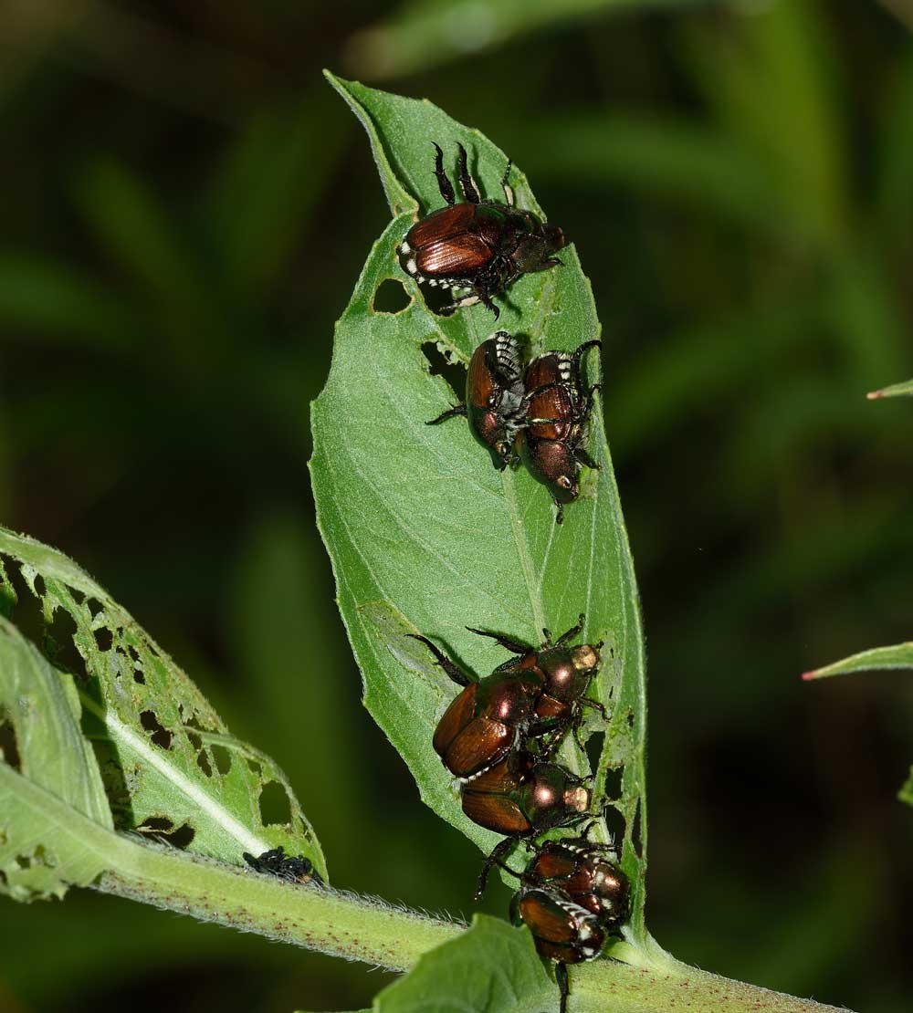 Rutelidae: Popillia japonica