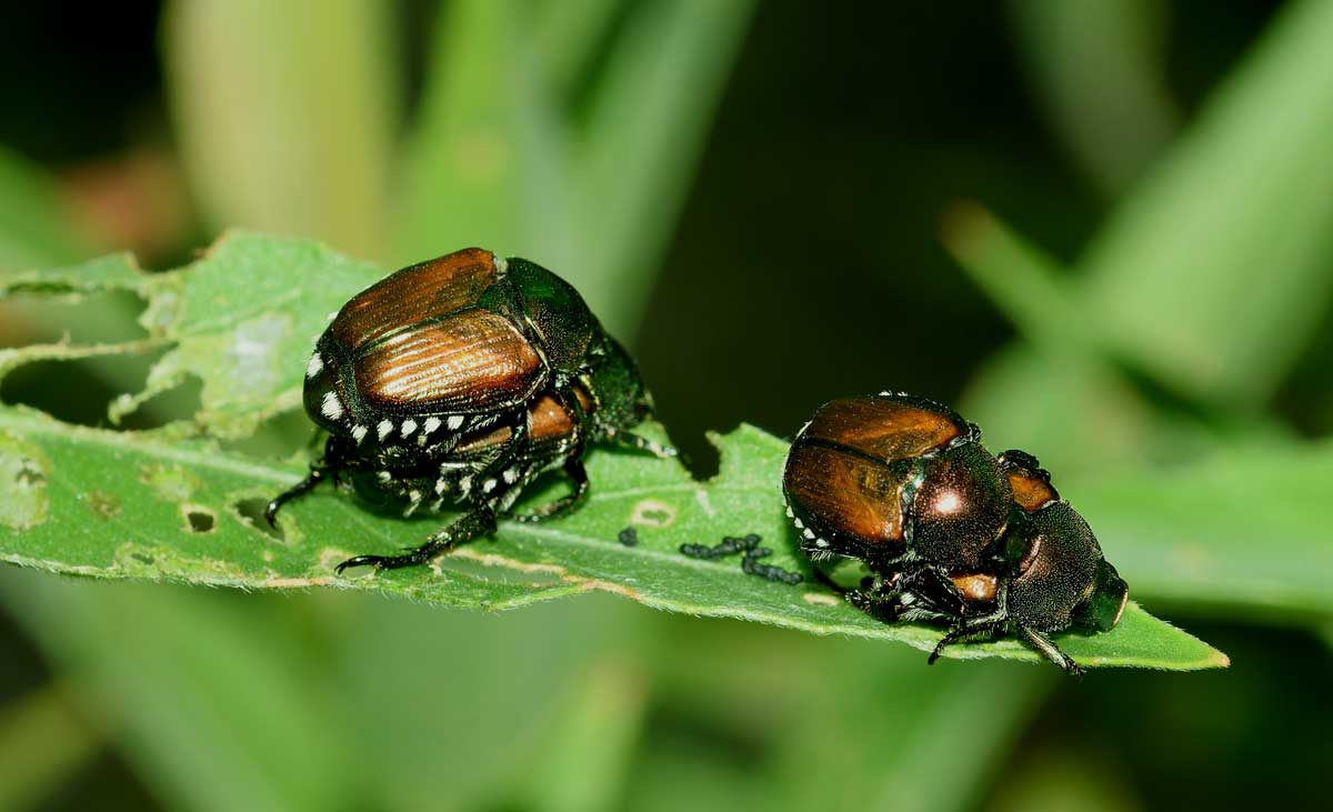 Rutelidae: Popillia japonica