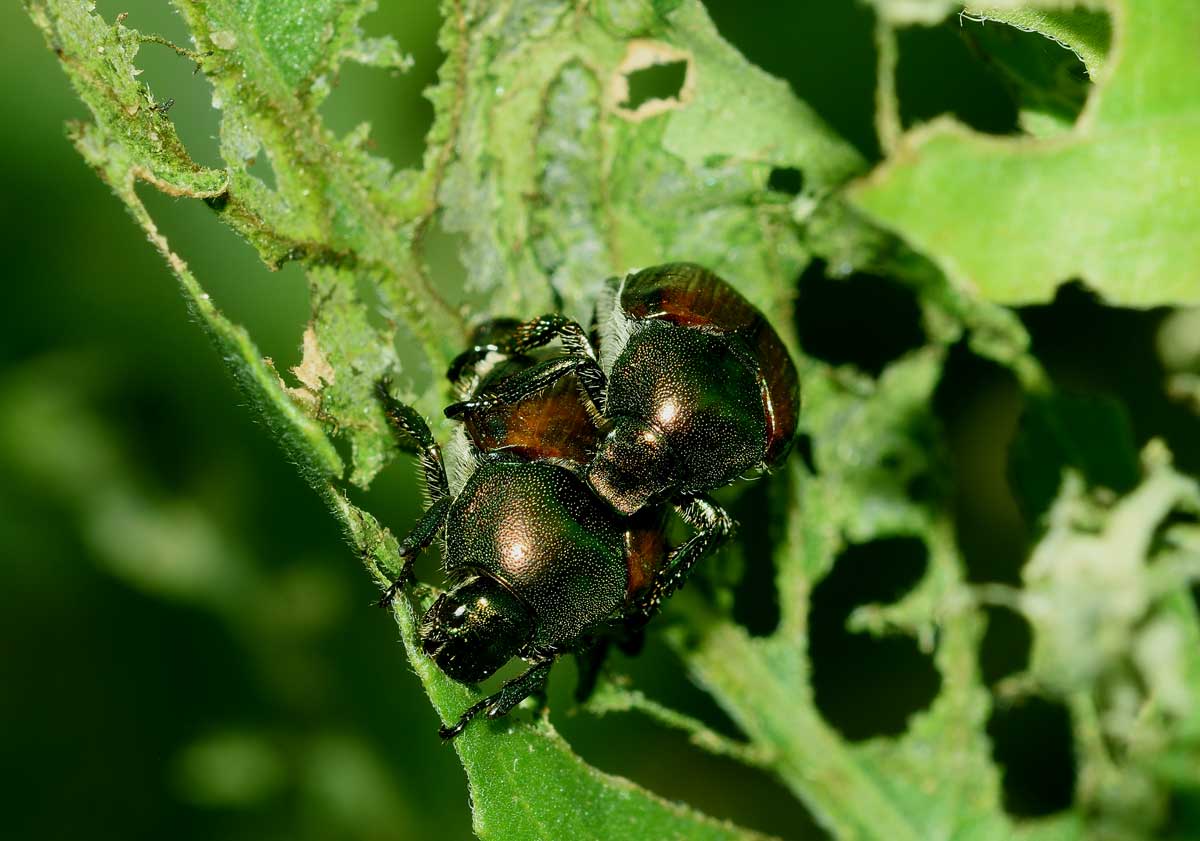 Rutelidae: Popillia japonica